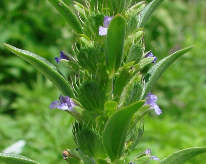 Lallemantia peltata