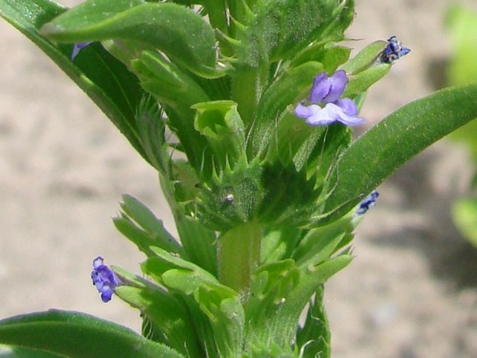 LALLEMANTIA PELTATA (L.) Fisch. et C. A. Mey.