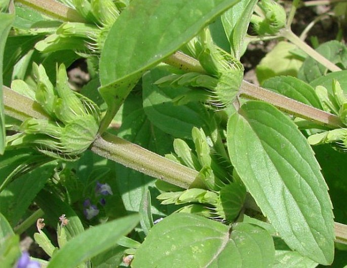 Lallemantia peltata