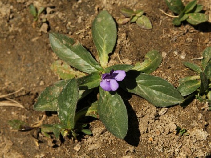 Lancea tibetica