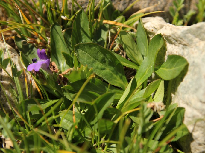 Lancea tibetica