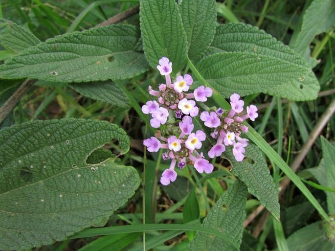 LANTANA TRIFOLIA  L. - lantána