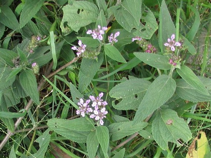 Lantana trifolia