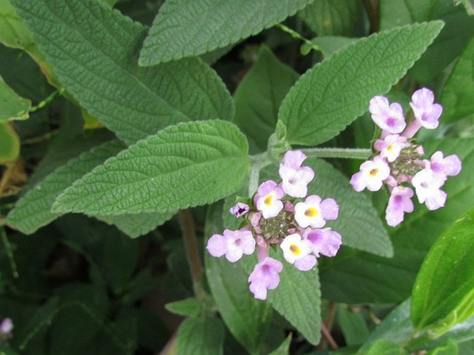 Lantana trifolia