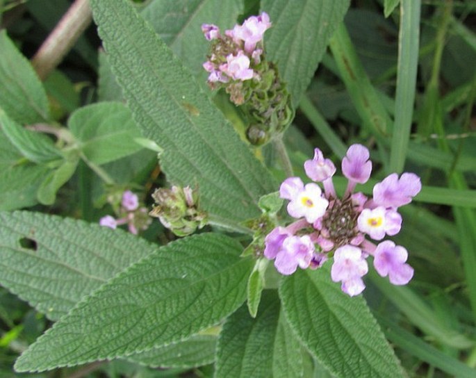 Lantana trifolia