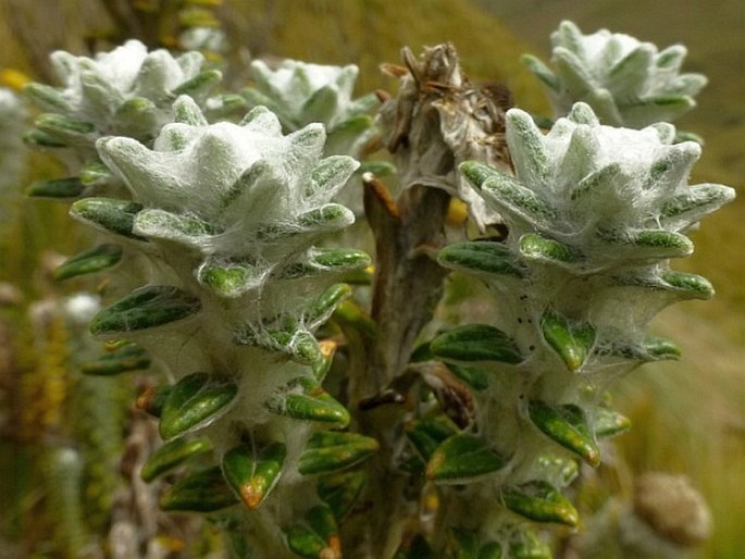 Lasiocephalus ovatus