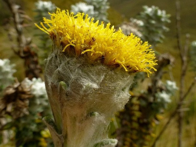 Lasiocephalus ovatus