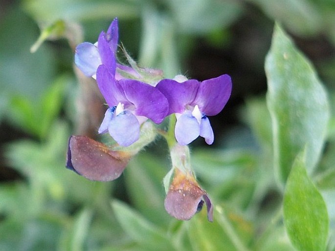 LATHYRUS LAXIFLORUS (Desf.) Kuntze - hrachor