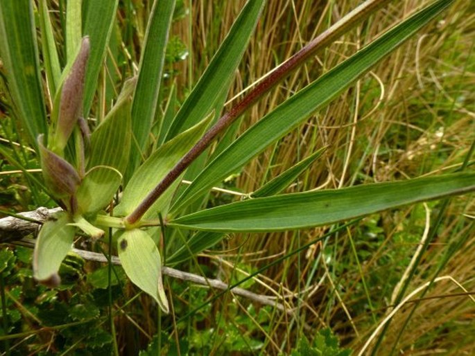 Lathyrus magellanicus