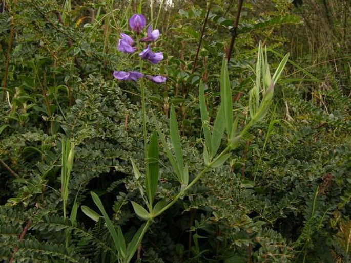 Lathyrus magellanicus