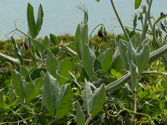 Lathyrus odoratus