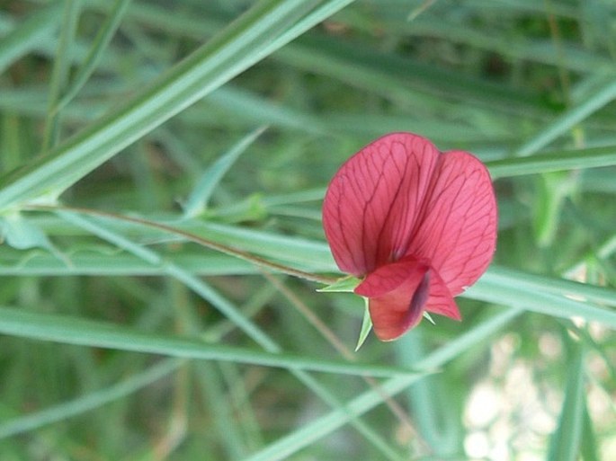 Lathyrus setifolius