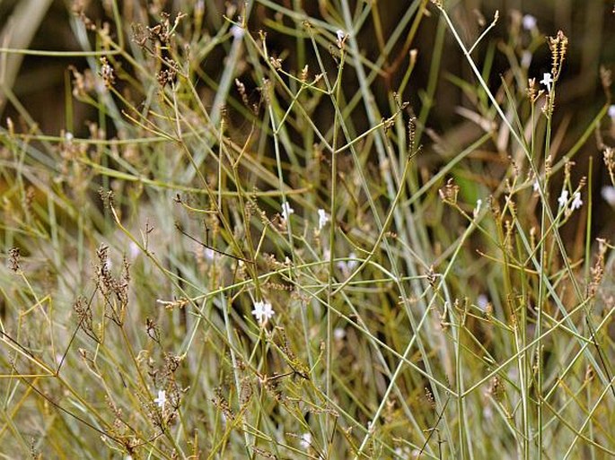 Lavandula hasikensis