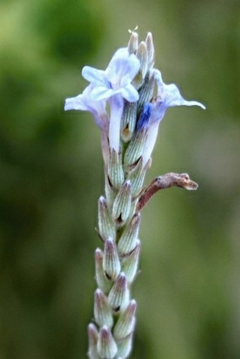 Lavandula macra