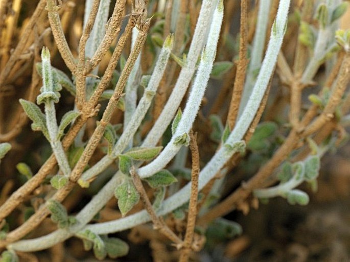 Lavandula macra