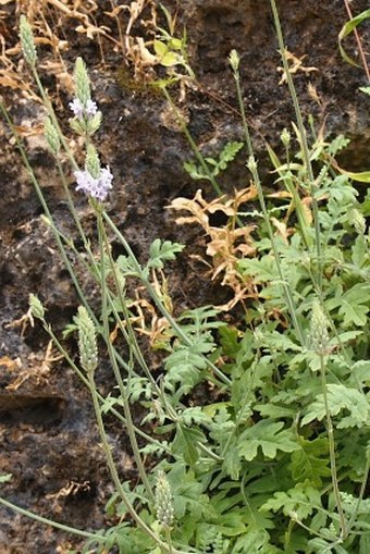 Lavandula dhofarensis