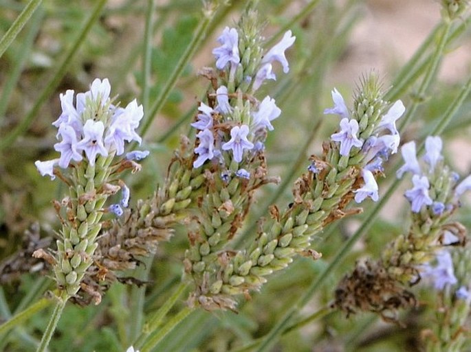 Lavandula dhofarensis