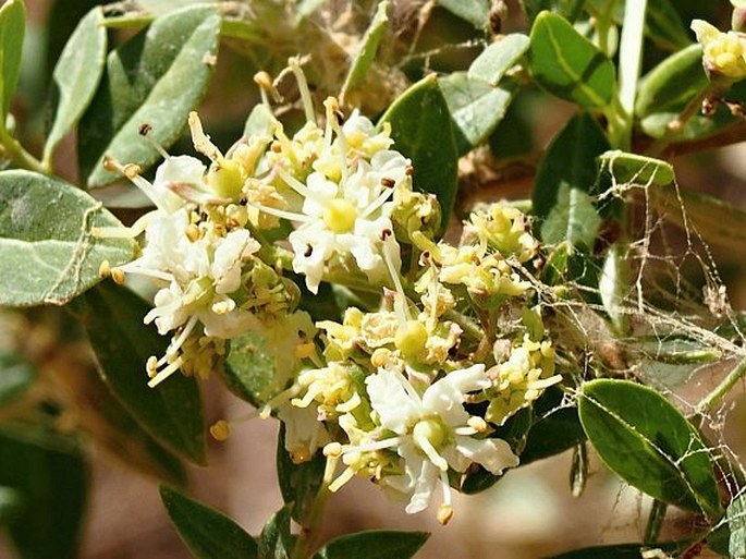 Lawsonia inermis