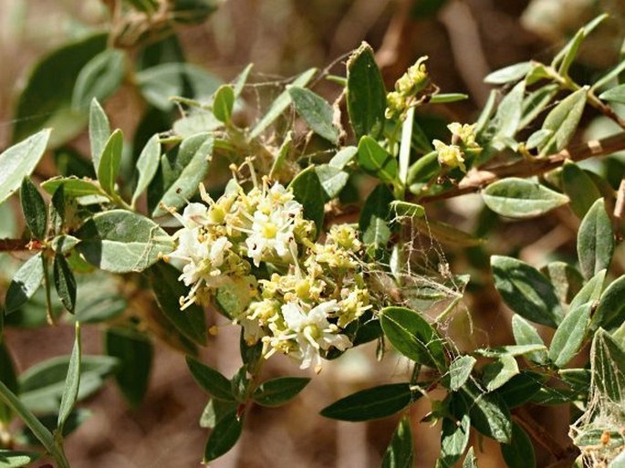 LAWSONIA INERMIS L. – henovník bílý