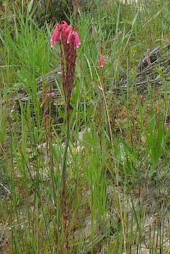 Lachenalia rubida