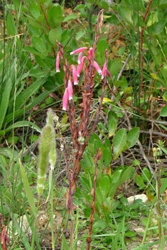 Lachenalia rubida