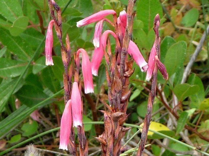 LACHENALIA RUBIDA Jacq.