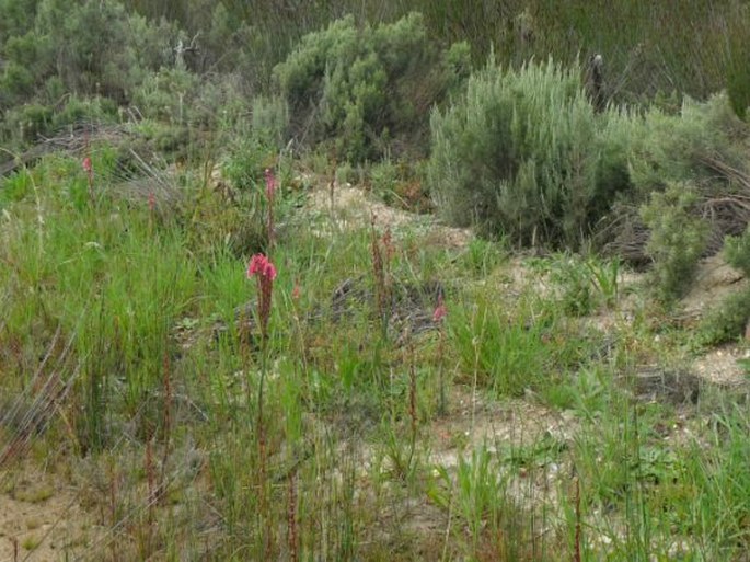 Lachenalia rubida