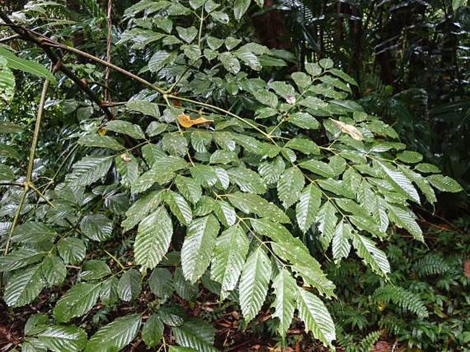 Leea guineensis