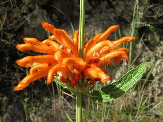 Leonotis leonurus