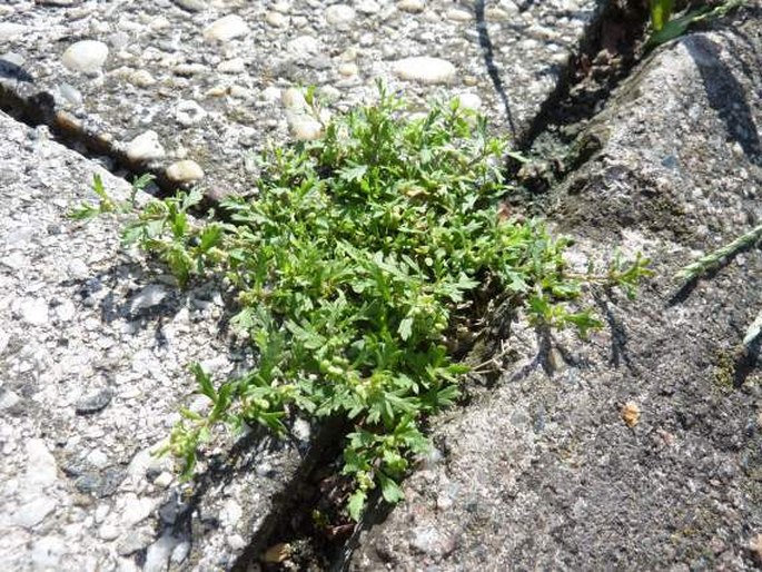 Lepidium didymum