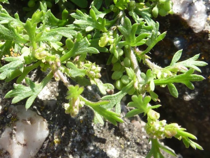 Lepidium didymum