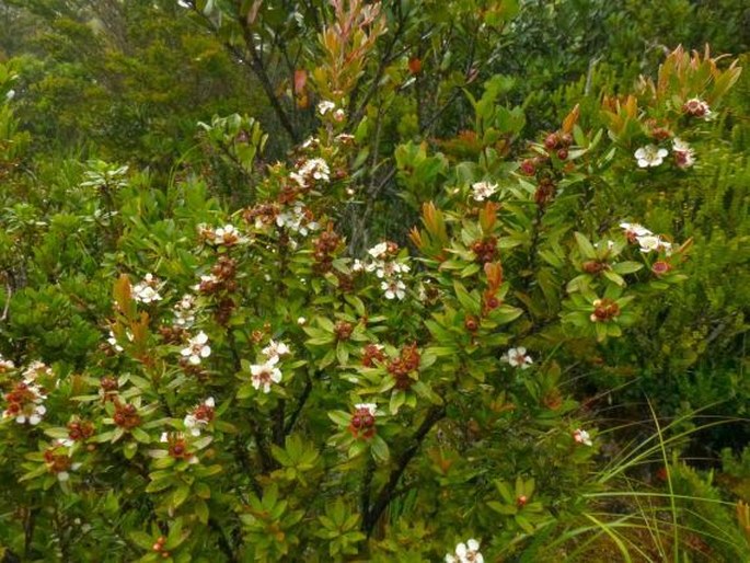 Leptospermum javanicum