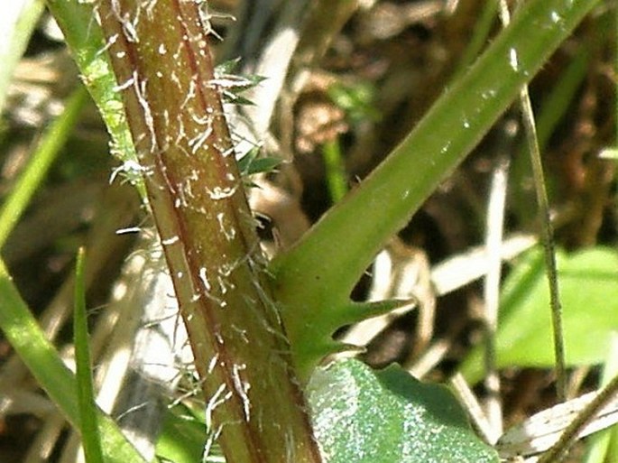 Leucanthemum vulgare