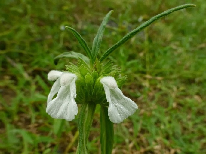 Leucas aspera