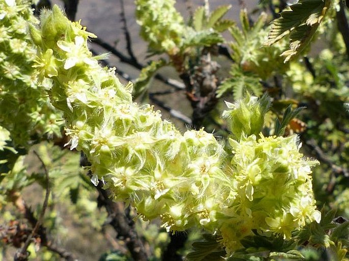 Leucosidea sericea