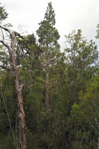 Libocedrus bidwillii