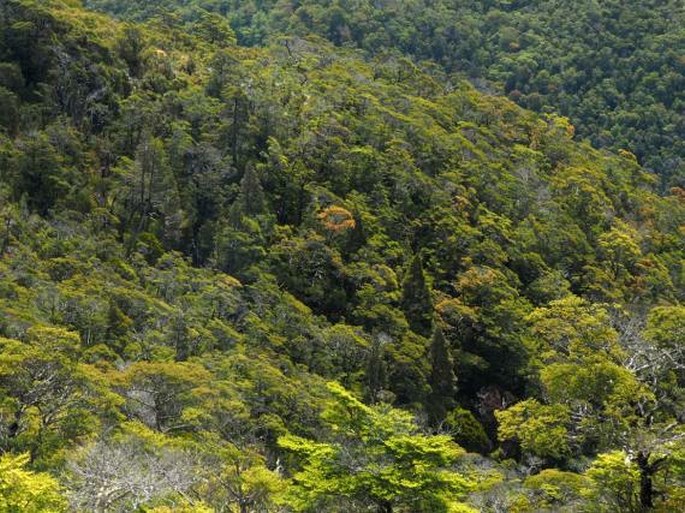 Libocedrus bidwillii