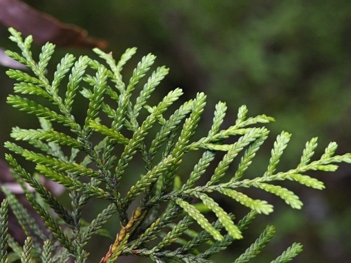 LIBOCEDRUS BIDWILLII Hook. f.