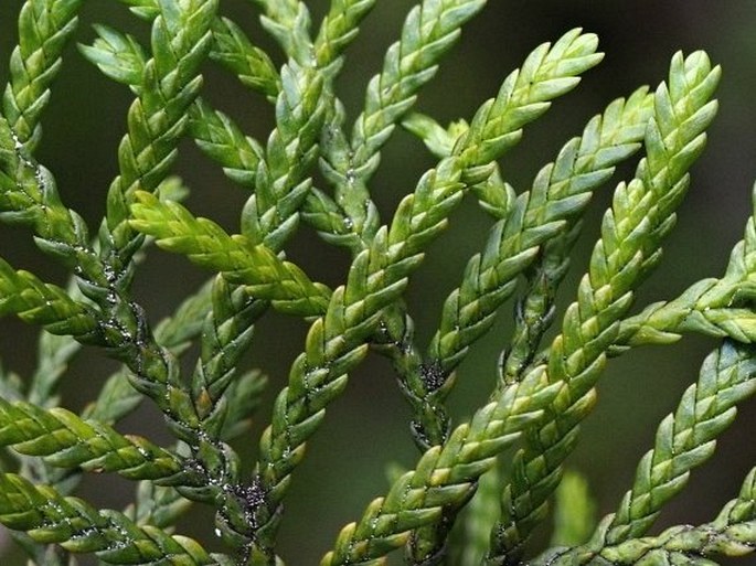 Libocedrus bidwillii