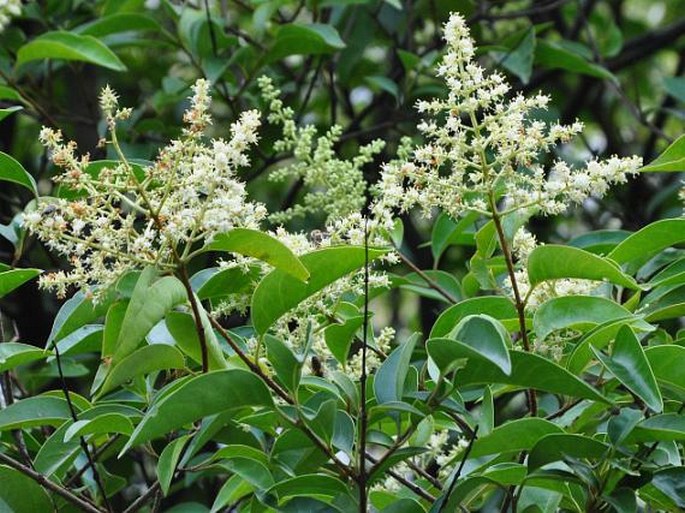 LIGUSTRUM LUCIDUM W. T. Aiton - ptačí zob / zob vtáčí