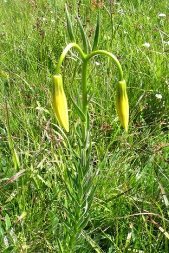 Lilium jankae