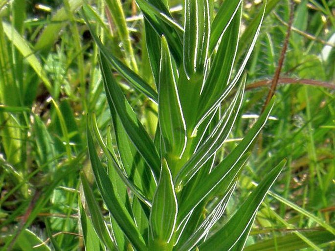 Lilium jankae