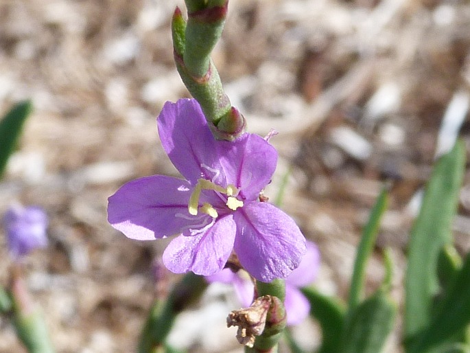 Limoniastrum monopetalum