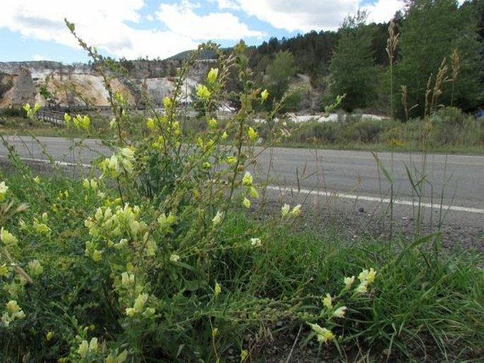 Linaria dalmatica