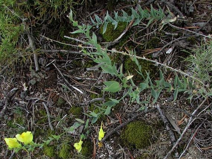 Linaria dalmatica