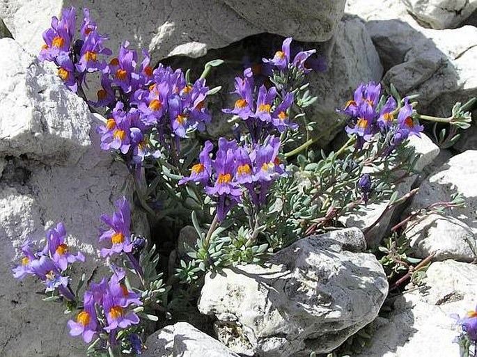 LINARIA ALPINA (L.) Mill. – lnice alpská / pyštek alpínsky