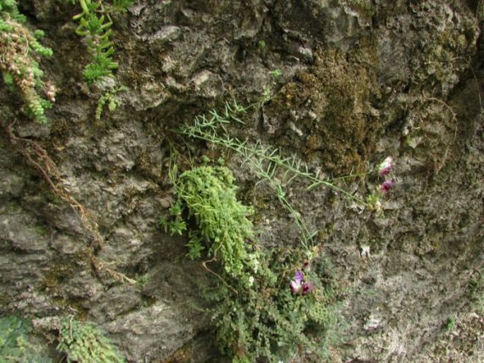 Linaria tristis