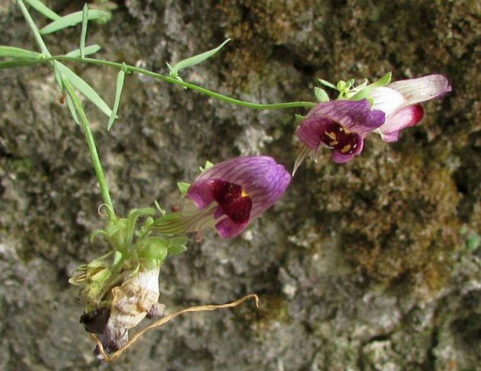 LINARIA TRISTIS (L.) Mill. – lnice / pyštek