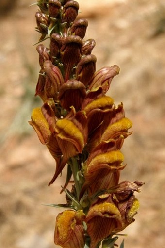 Linaria ventricosa