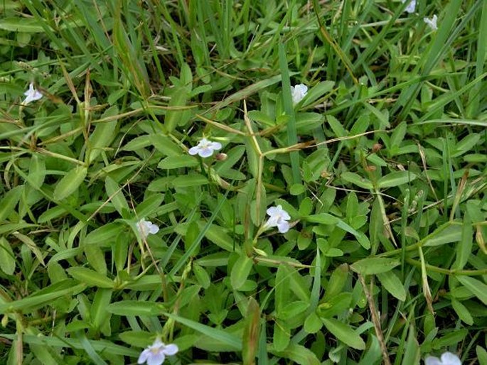 Lindernia antipoda